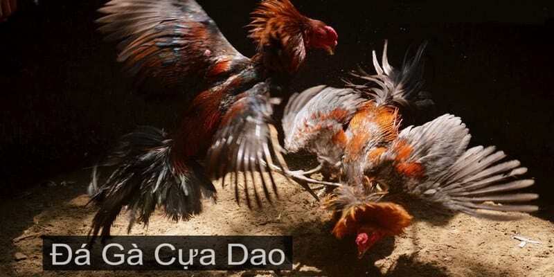 Đá Gà Cựa Dao - Trải Nghiệm Sống Động Chỉ Có Tại Banca30